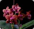 Phal. Zheng Min Smaragdine 2
